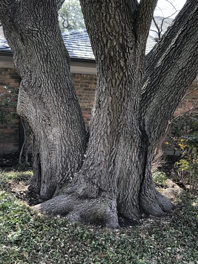 Mature heritage tree close to a South Dennis property cared for by certified arborists